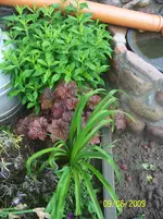 100_1815.webp