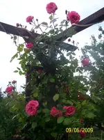 100_1805.webp