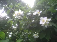 Bauernjasmin.webp