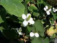 Houttuynie.webp