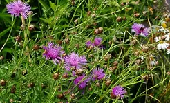 IMGP2529 flockenblumen vorgarten.webp