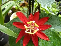 IMGP1822.webp