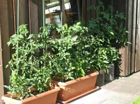 1561 Naschtomaten.webp