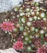P1060606_353_399.webp