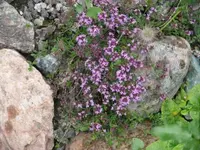 P1060599_400_300.webp