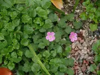 P1060597_400_300.webp