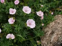 P1060594_600_450.webp