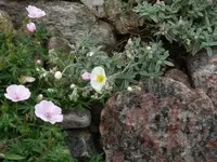 P1060593_400_300.webp