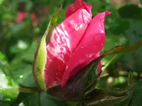 IMG_9909_1067x800.webp