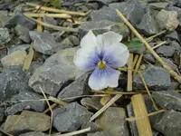 Hornveilchen 1.webp