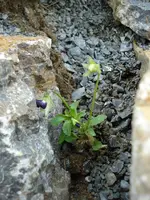 Hornveilchen 2.webp