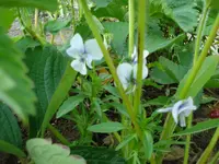 Hornveilchen 3.webp