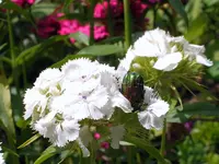 SA500214.webp