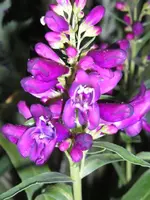 Bartfaden1.webp
