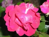 Rose im Garten.webp