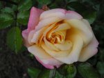 Rose von Kordes.jpg
