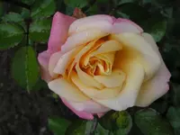 Rose von Kordes.webp