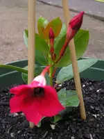 Kleiner Kerl mit großer Blüte.webp