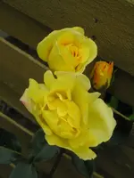Kletterrose.webp