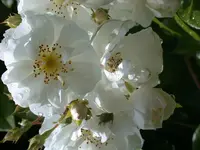DSCN6777.webp