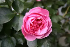 Juni 09011.webp