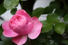 Juni 09013.webp