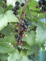 garten 09 003.webp