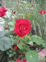 garten 09 004.webp