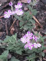 garten 09 009.webp