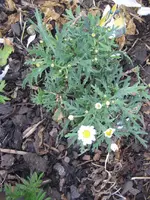 garten 09 011.webp