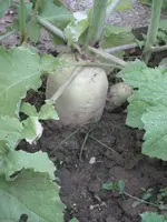 garten 09 012.webp