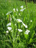 20080613_5742.webp