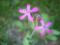 20080702_5883.webp