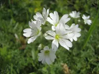 20090511_8270.webp