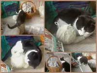 Strickerin.webp