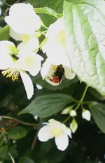 2009-06-10HummelverltBlte.webp
