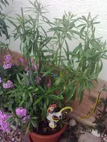 11062009039.webp