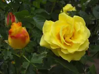 CIMG5963.webp