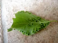 Zwetschge.webp
