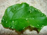 blatt2.jpg