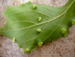 blatt.jpg