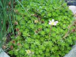 Saxifraga arendsii Hyb.rot.jpg