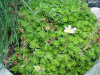 Saxifraga arendsii Hyb.rot.webp