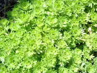 Saxifraga arendsii Hyb.weiß.webp