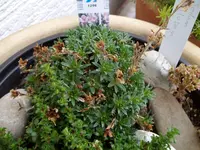Saxifraga Hyb.rosa.webp