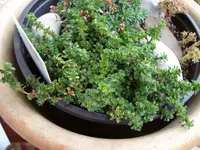 Saxifraga oppositifolia.webp