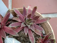 Sedum PIP.webp