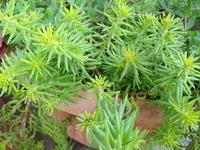 Sedum reflexum Angelina.webp