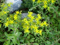 Sedum sarmentosum.webp