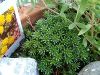 Sesum juniperifolia.webp